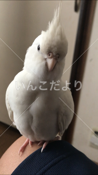 迷い鳥の写真