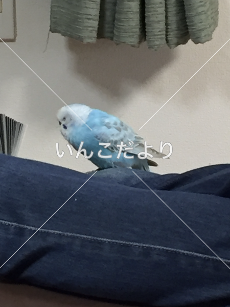 迷い鳥の写真