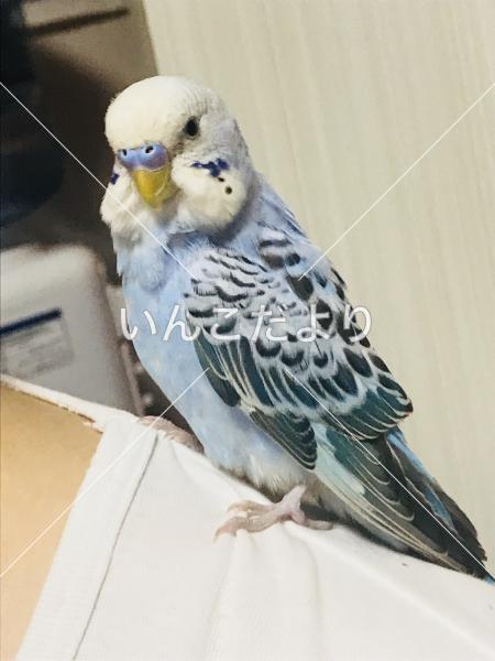 迷い鳥の写真
