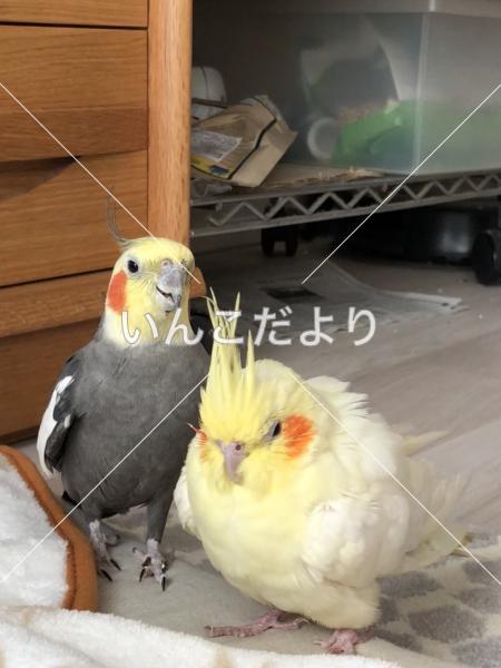 迷い鳥の写真