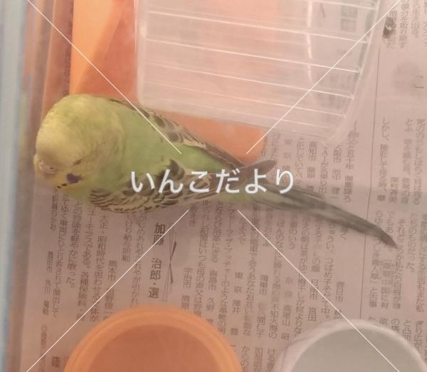 保護鳥の写真