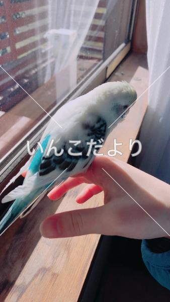 迷い鳥の写真