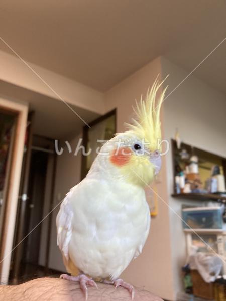 迷い鳥の写真