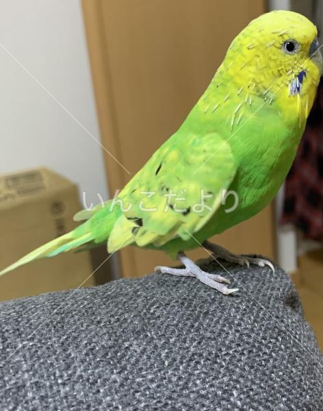 迷い鳥の写真