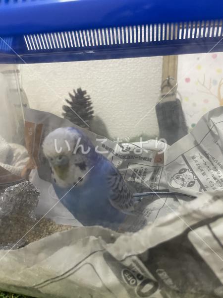 保護鳥の写真