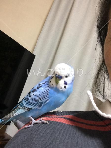 迷い鳥の写真