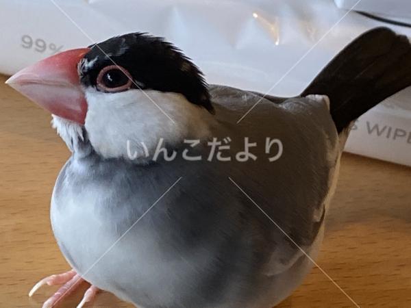 迷い鳥の写真
