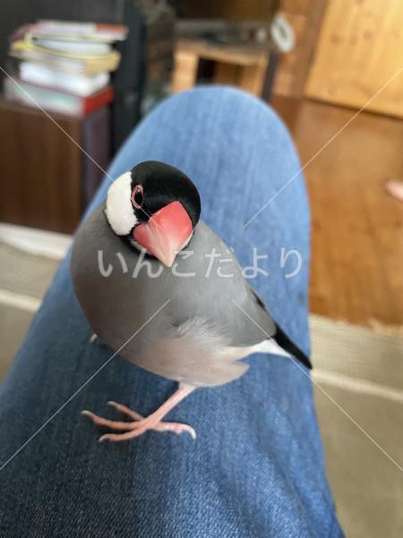 迷い鳥の写真