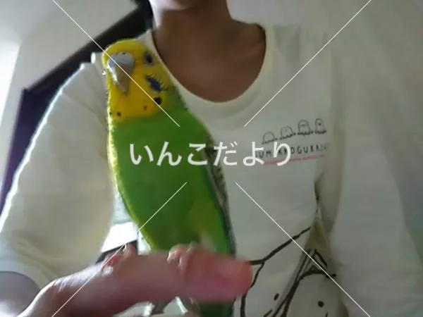 迷い鳥の写真