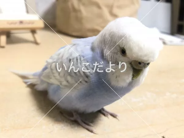 保護鳥の写真
