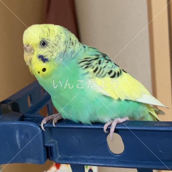 保護鳥の写真