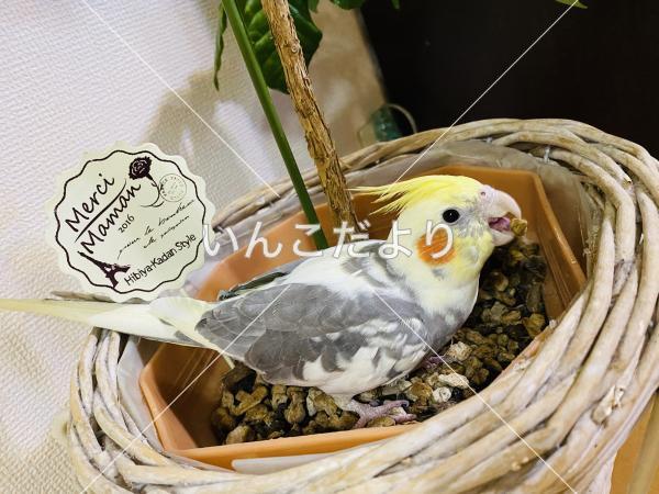 迷い鳥の写真