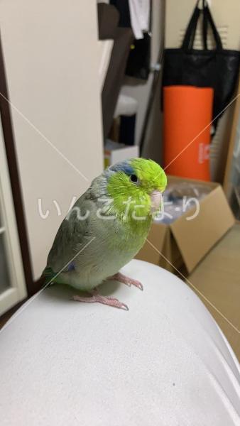 迷い鳥の写真
