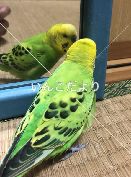 迷い鳥の写真