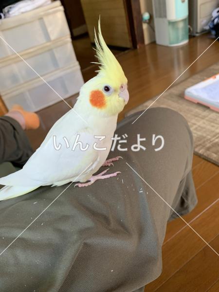 迷い鳥の写真