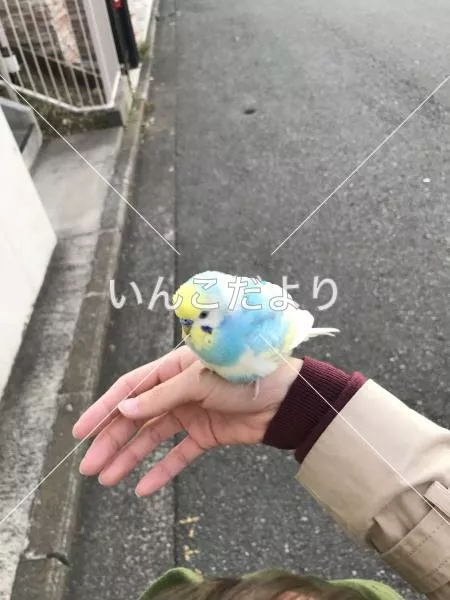 保護鳥の写真