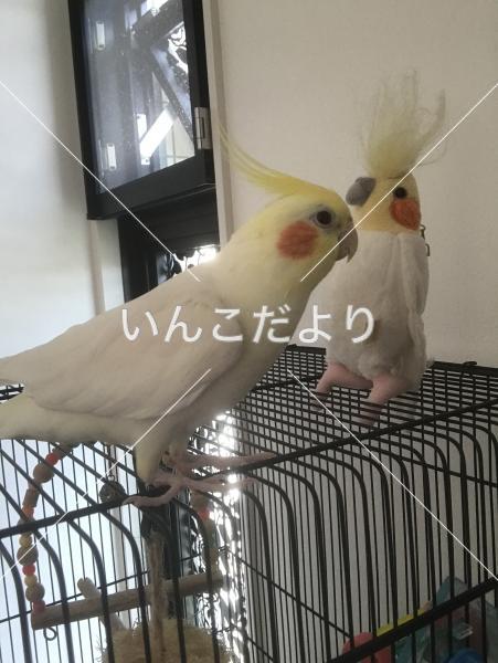 迷い鳥の写真