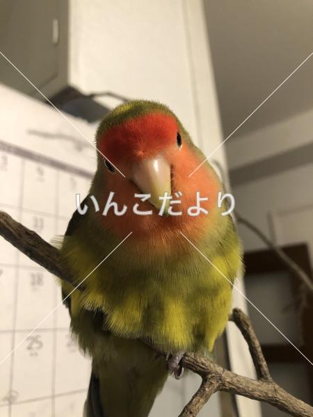 迷い鳥の写真