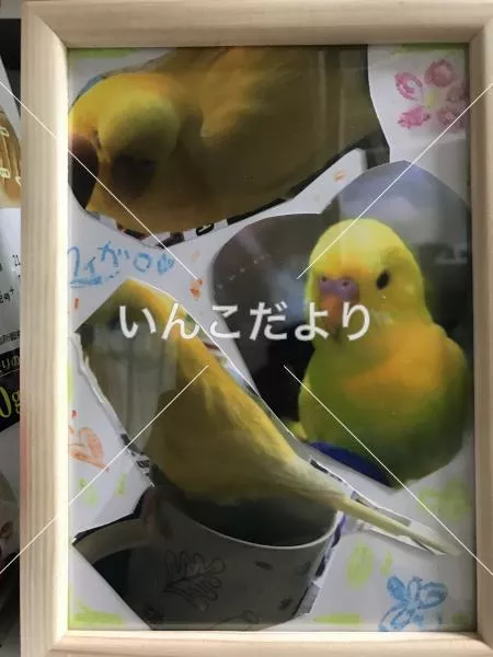 迷い鳥の写真