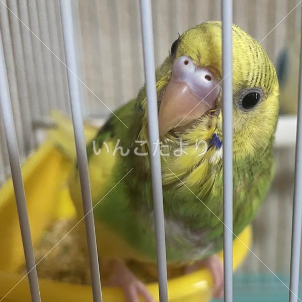 迷い鳥の写真
