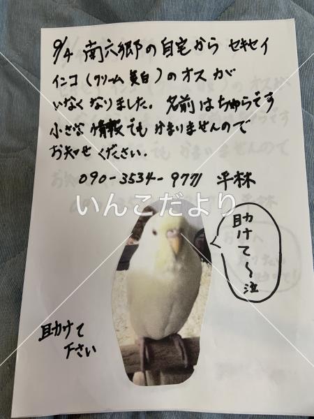 迷い鳥の写真