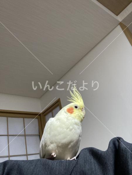 迷い鳥の写真