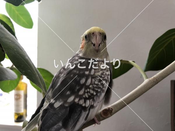 迷い鳥の写真