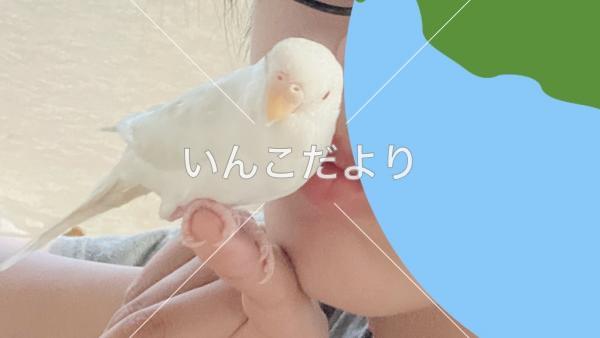 迷い鳥の写真
