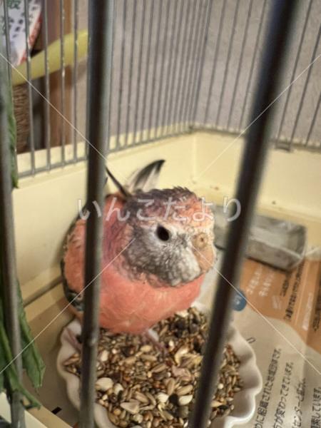保護鳥の写真