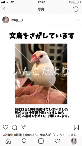 迷い鳥の写真