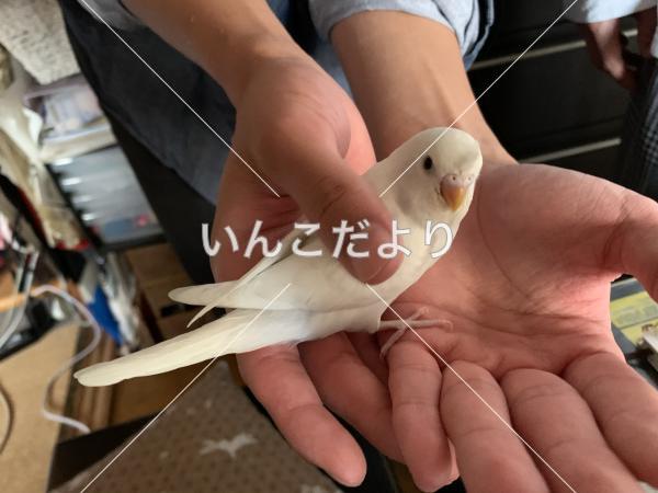迷い鳥の写真