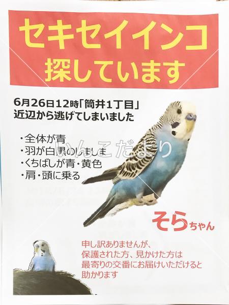迷い鳥の写真