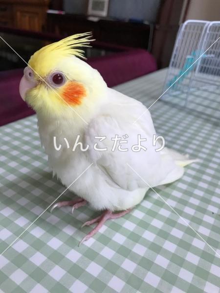 迷い鳥の写真