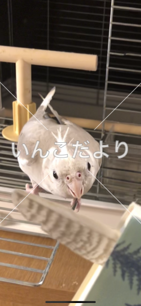 迷い鳥の写真