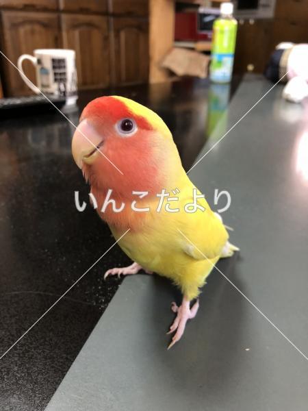 迷い鳥の写真