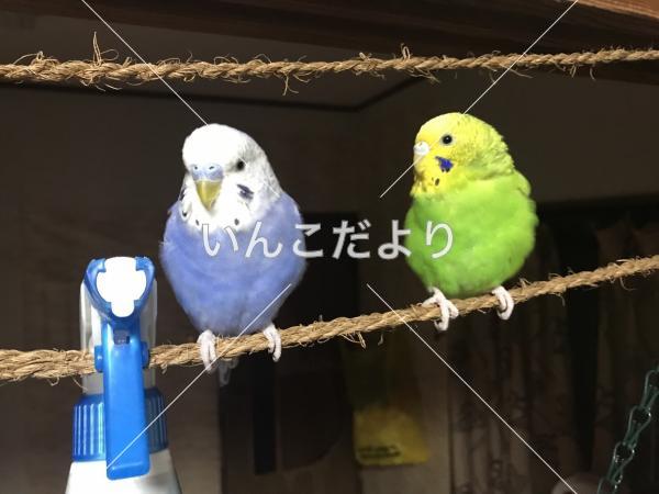 迷い鳥の写真