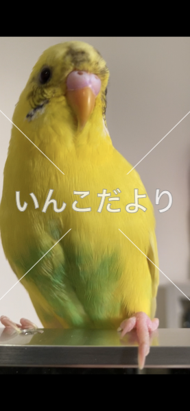 迷い鳥の写真