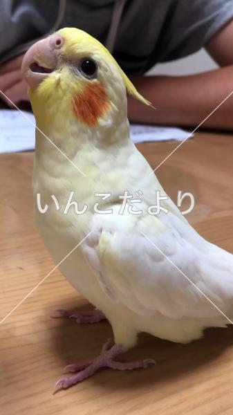 迷い鳥の写真