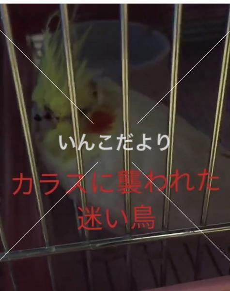 保護鳥の写真