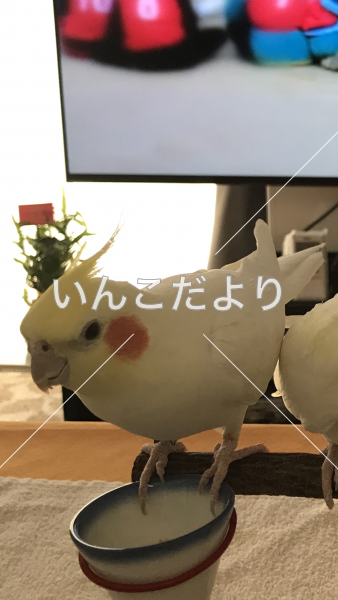 迷い鳥の写真