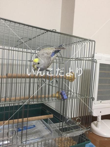 迷い鳥の写真