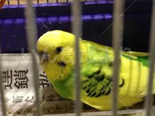 保護鳥の写真