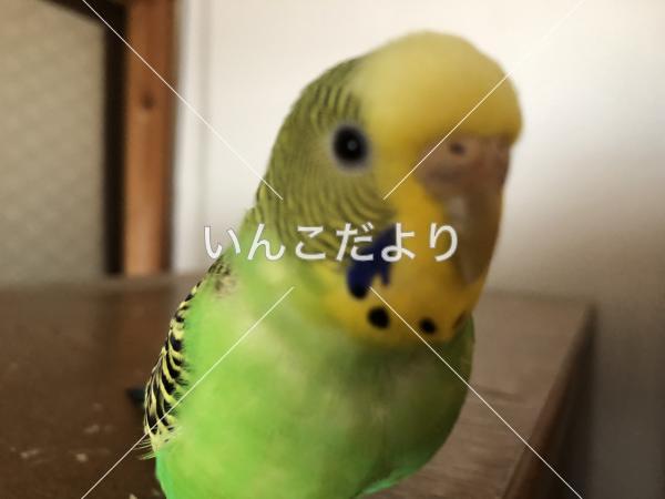 迷い鳥の写真