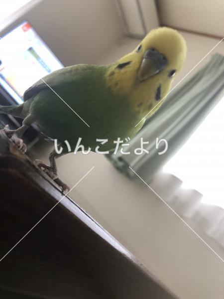 迷い鳥の写真