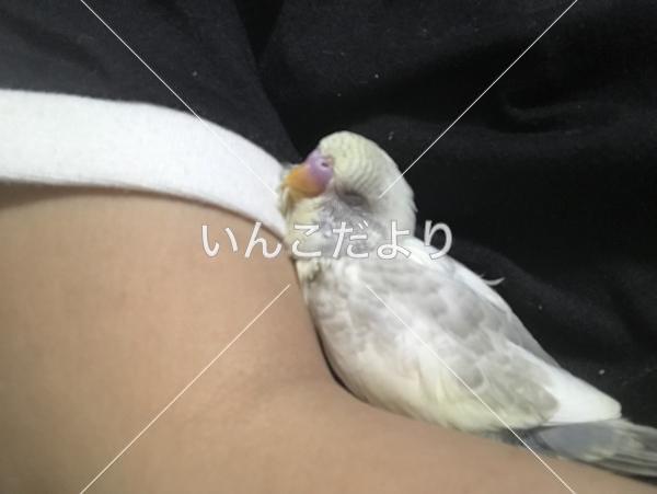 迷い鳥の写真