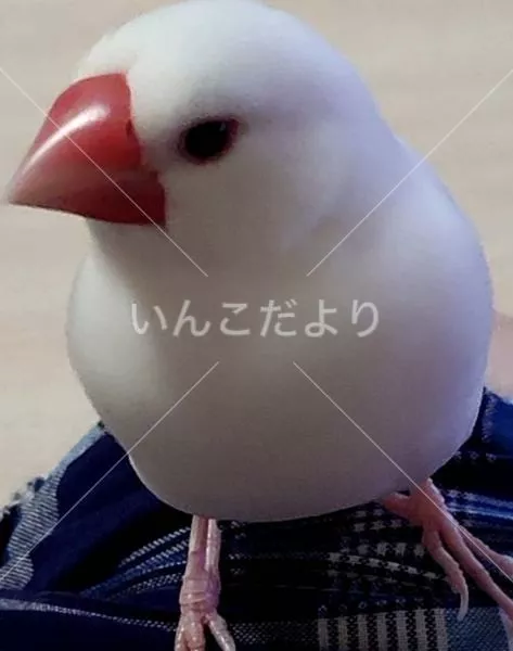 迷い鳥の写真