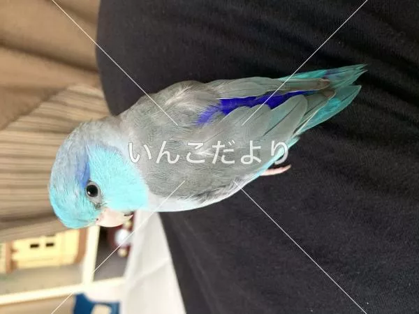 保護鳥の写真