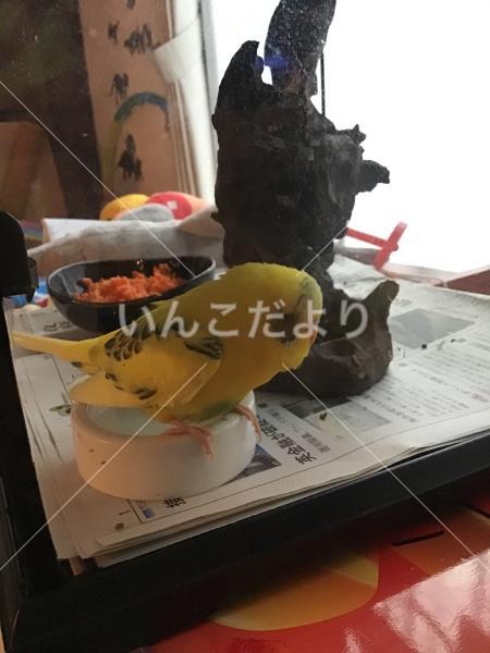 保護鳥の写真