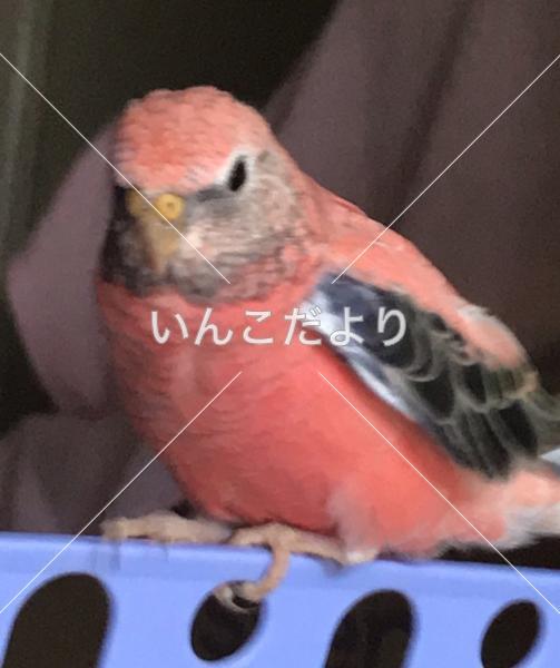 迷い鳥の写真