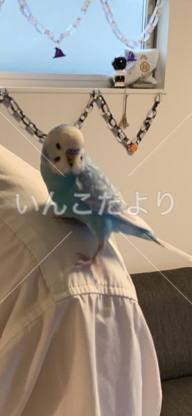 保護鳥の写真